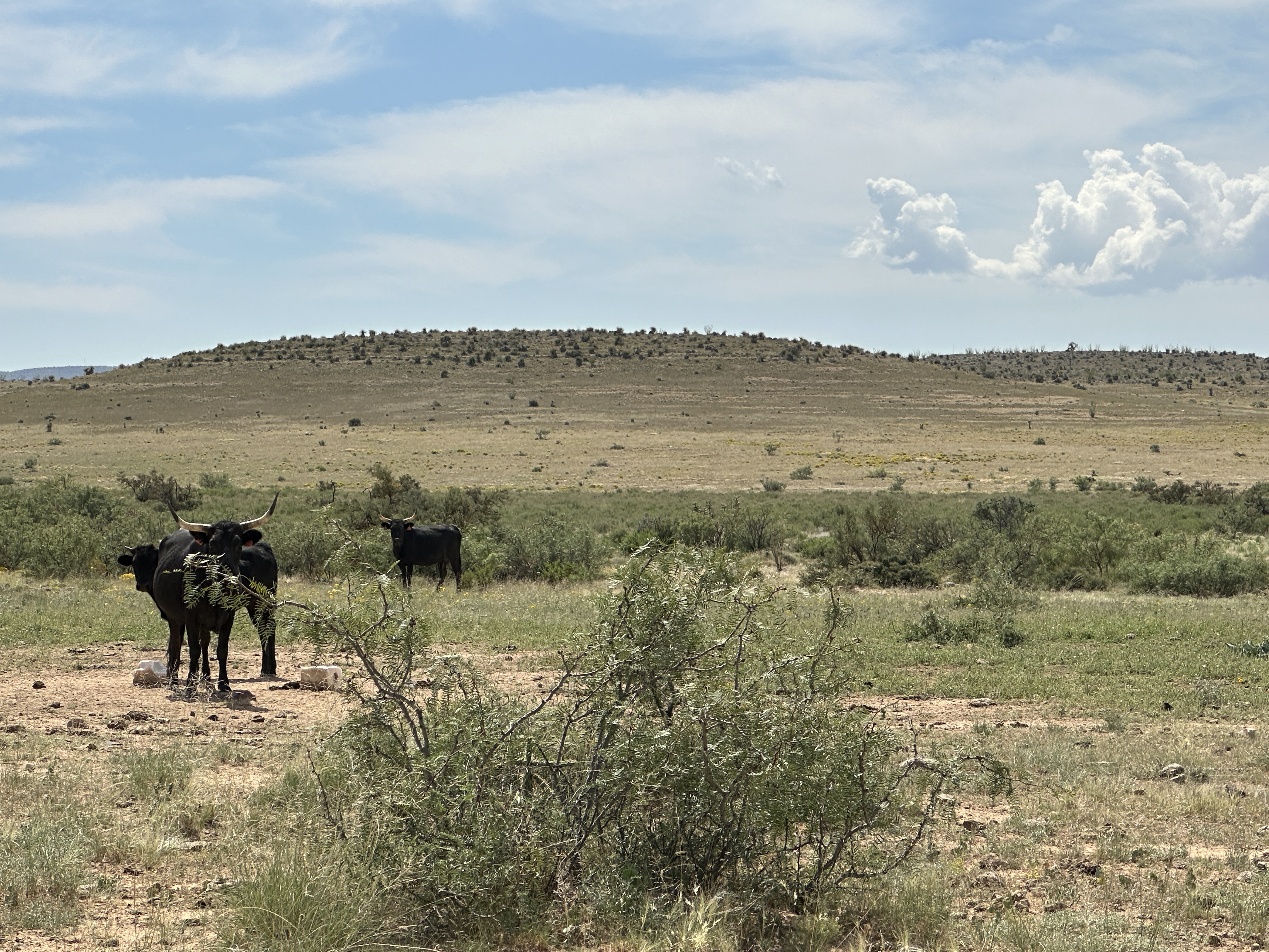 Open Range with Cattle